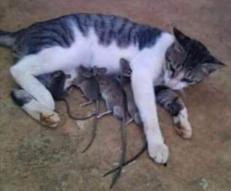 Fotos em que tudo está errado