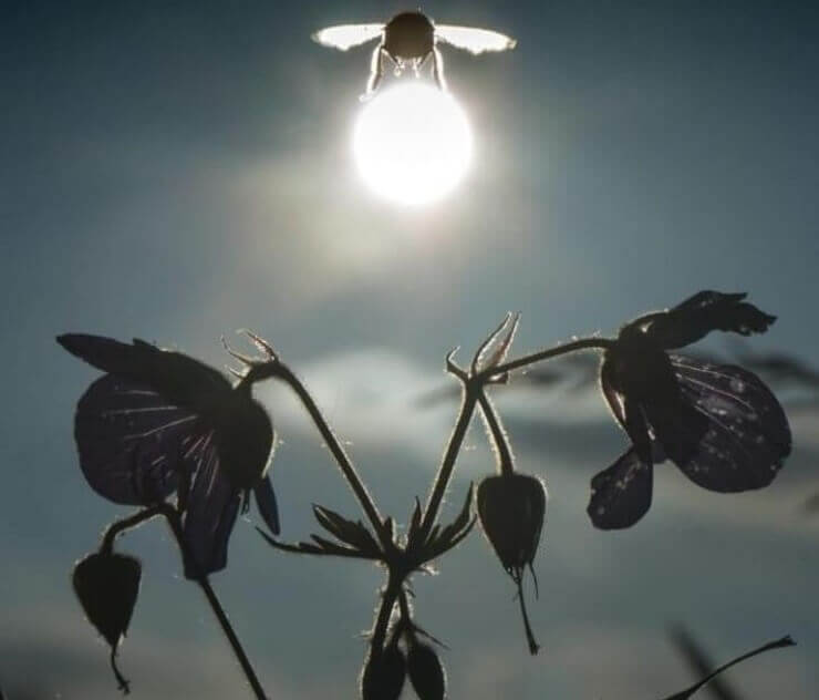 Fotos bizarras tiradas na hora certa