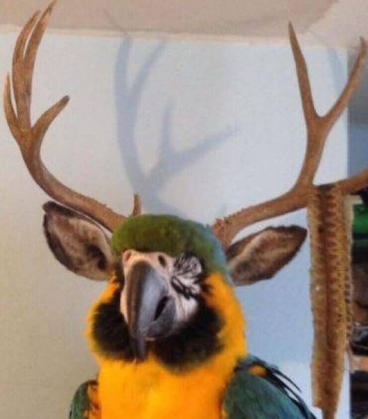 Fotos bizarras tiradas na hora certa