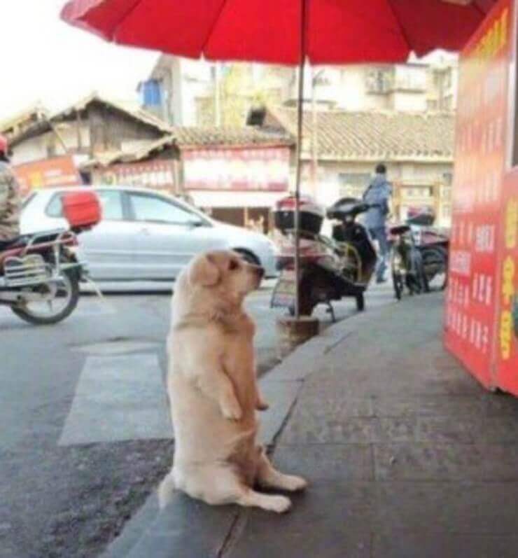 Fotos engraçadas que geram mais dúvidas do que respostas