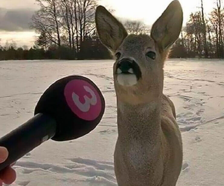 Fotos engraçadas que geram mais dúvidas do que respostas
