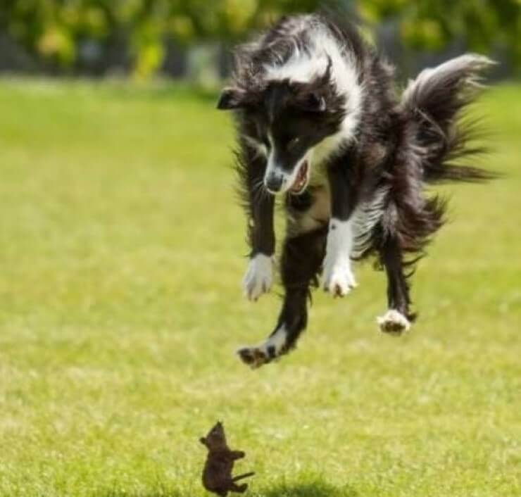 20 fotos engraçadas que você vai perguntar como é possível Fotos engraçadas tiradas no momento certo