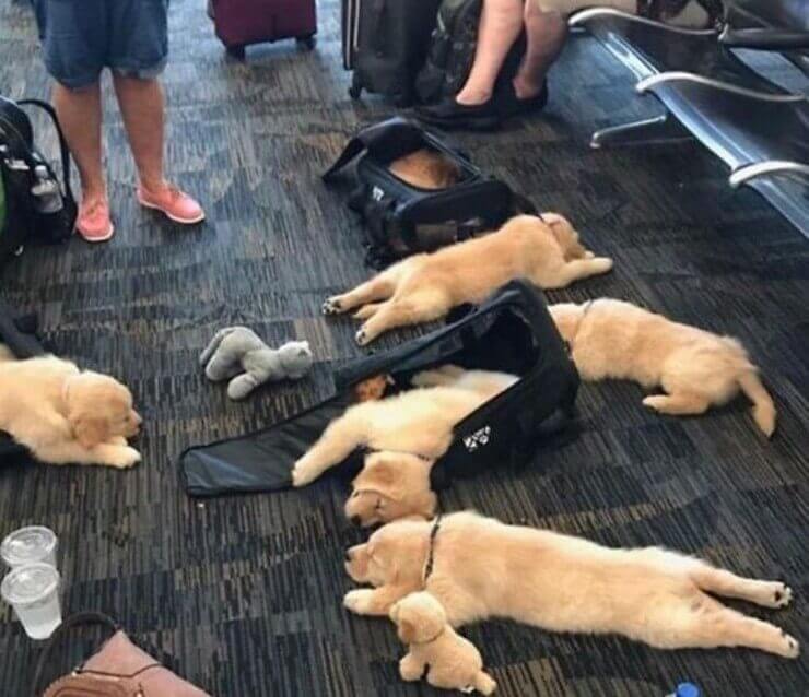 Coisas esquisitas vistas em aeroportos