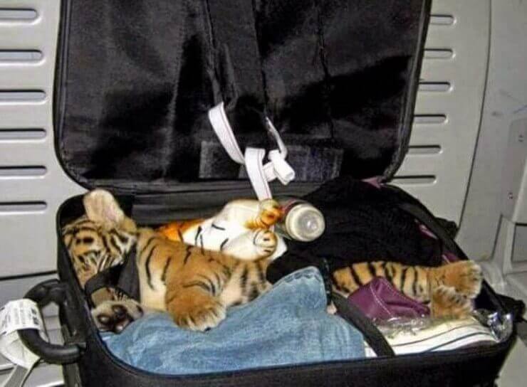 Coisas esquisitas vistas em aeroportos