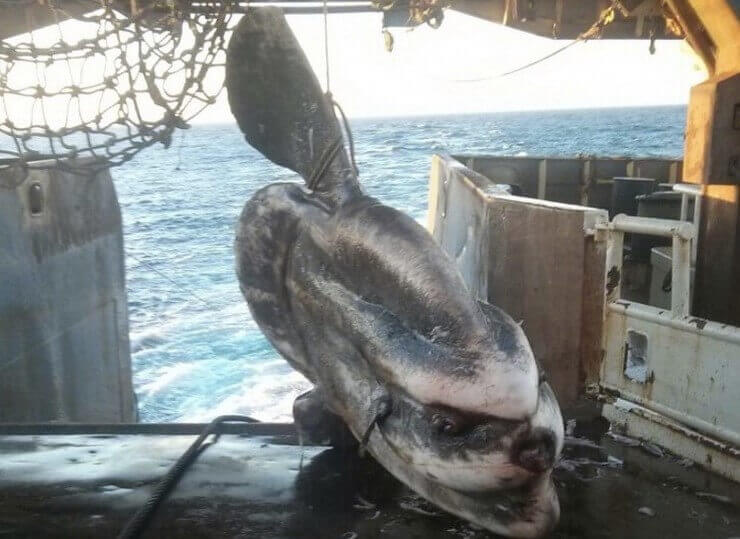 Imagens da internet estranhas e sem noção