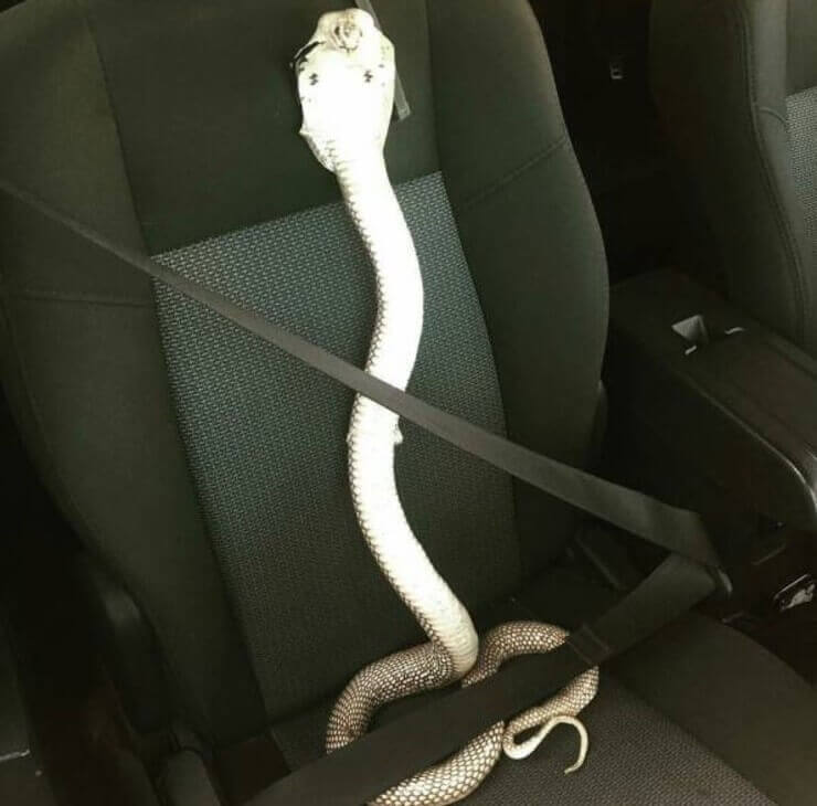 Imagens da internet estranhas e sem noção