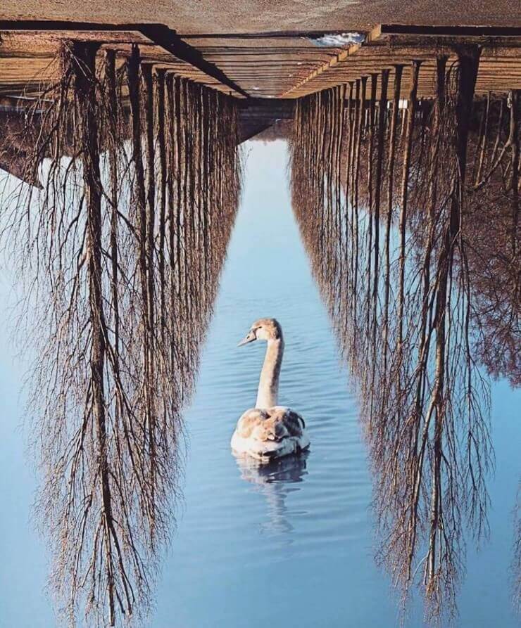 As combinações de fotos que confundem o seu cérebro