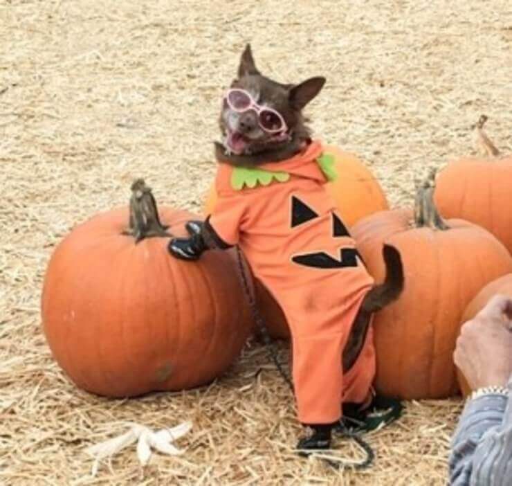 As situações engraçadas mais inusitadas do dia a dia