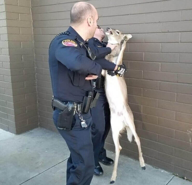 As situações engraçadas mais inusitadas do dia a dia