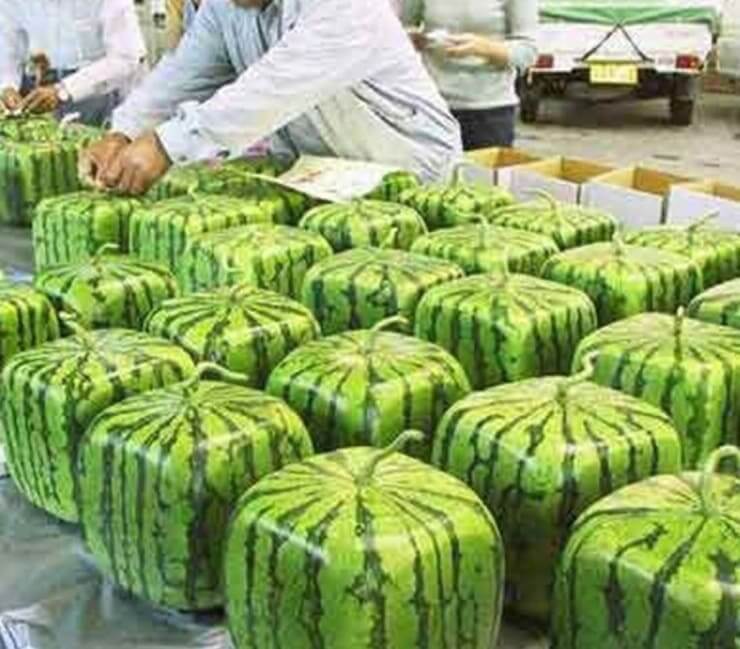 Coisas malucas que só acontecem no Japão