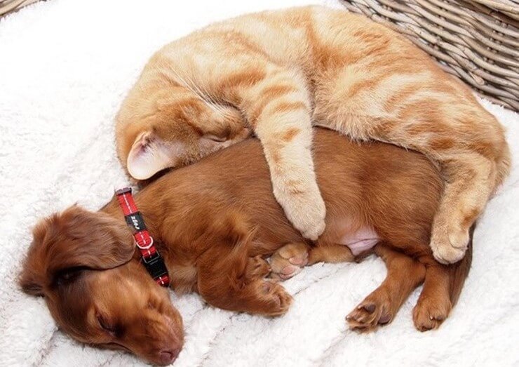 Melhores exemplos comoventes de amizades entre animais