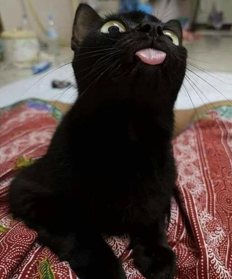 20 imagens de animais que vão ajudar a acabar com aquele mau humor Imagens de animais engraçados da Internet