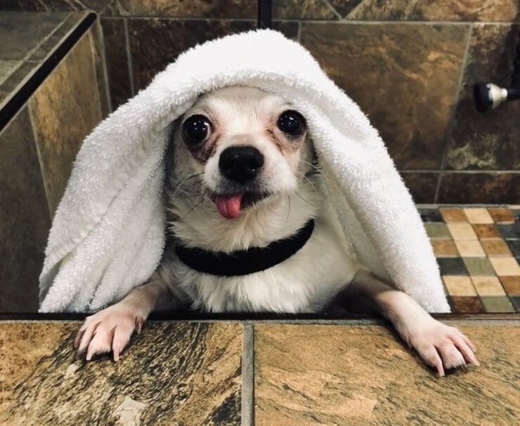 20 imagens de animais que vão ajudar a acabar com aquele mau humor Imagens de animais engraçados da Internet