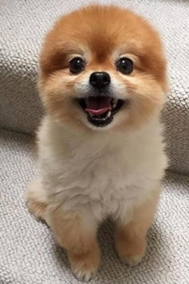 20 imagens de animais que vão ajudar a acabar com aquele mau humor Imagens de animais engraçados da Internet