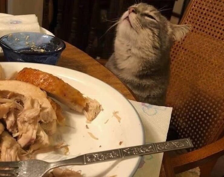 20 imagens de animais que vão ajudar a acabar com aquele mau humor Imagens de animais engraçados da Internet