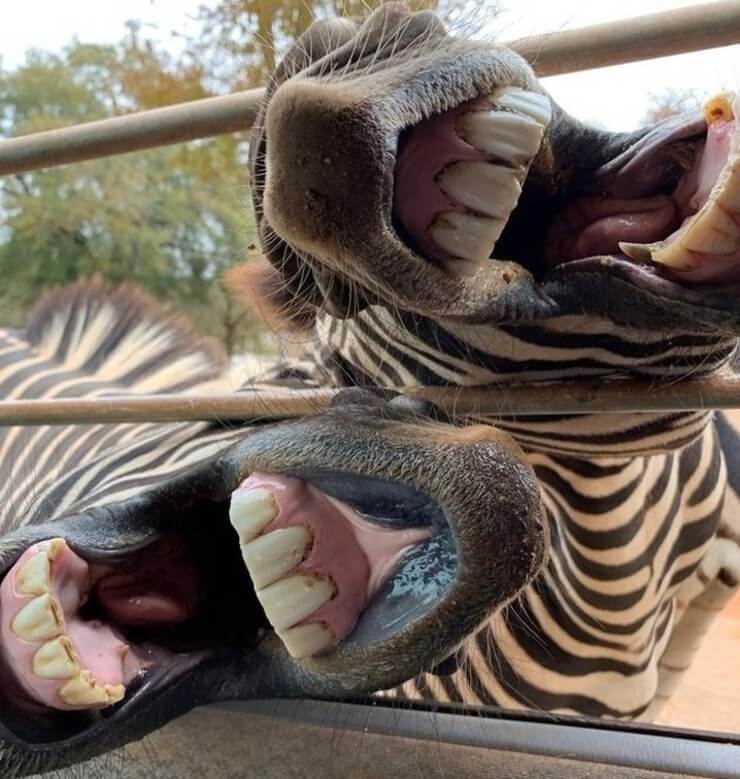 20 imagens de animais que vão ajudar a acabar com aquele mau humor Imagens de animais engraçados da Internet