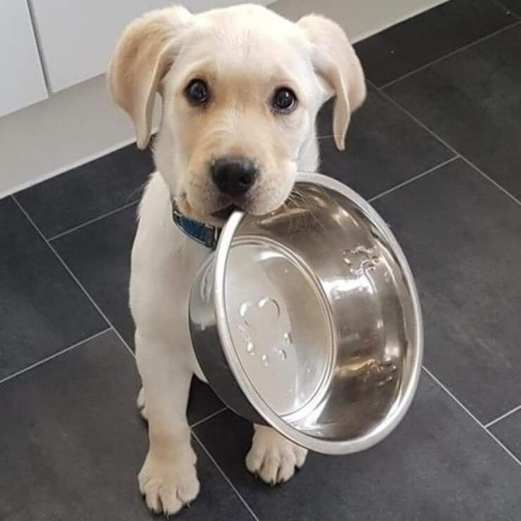 20 imagens de animais que vão ajudar a acabar com aquele mau humor Imagens de animais engraçados da Internet