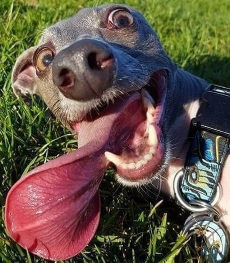 20 imagens de animais que vão ajudar a acabar com aquele mau humor Imagens de animais engraçados da Internet