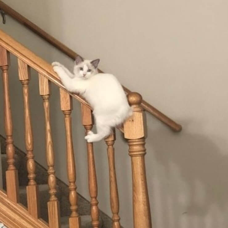 20 imagens de animais que vão ajudar a acabar com aquele mau humor Imagens de animais engraçados da Internet