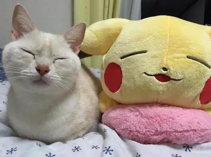 20 imagens de animais que vão ajudar a acabar com aquele mau humor Imagens de animais engraçados da Internet