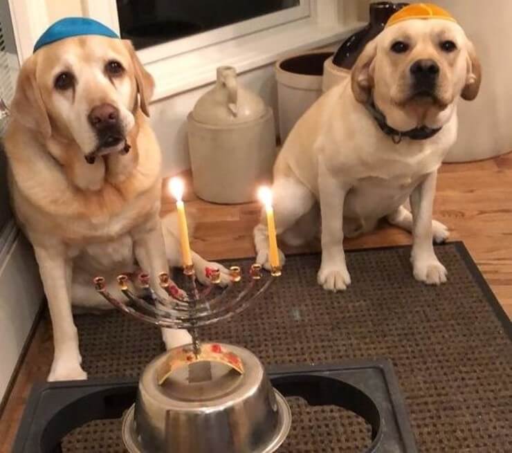 20 imagens de animais que vão ajudar a acabar com aquele mau humor Imagens de animais engraçados da Internet