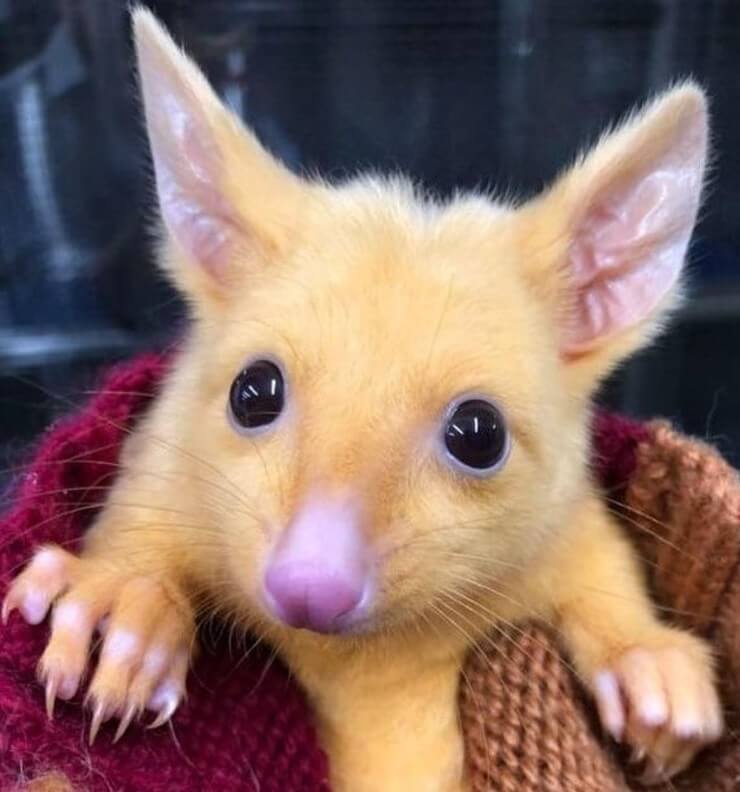 20 imagens de animais que vão ajudar a acabar com aquele mau humor Imagens de animais engraçados da Internet