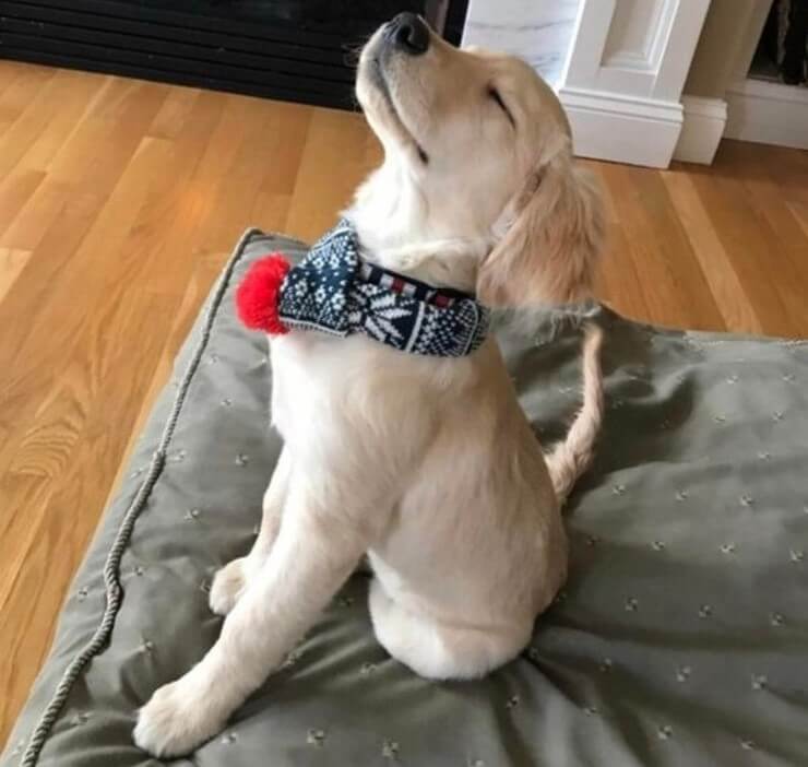 20 imagens de animais que vão ajudar a acabar com aquele mau humor Imagens de animais engraçados da Internet