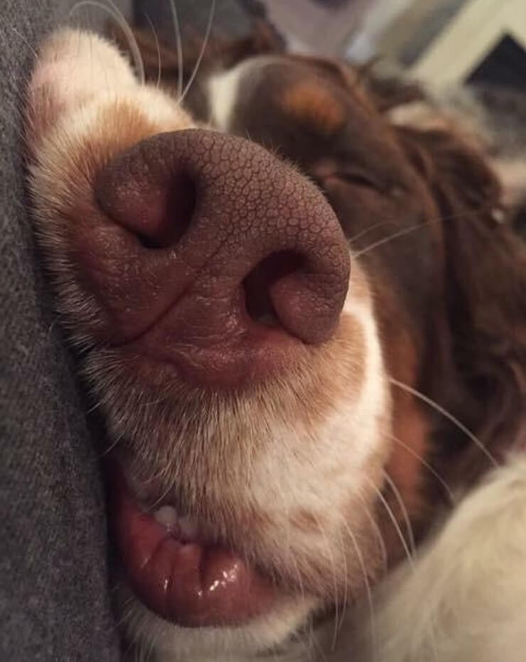 20 imagens de animais que vão ajudar a acabar com aquele mau humor Imagens de animais engraçados da Internet