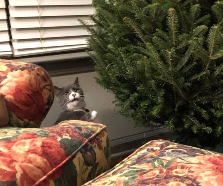 20 imagens de animais que vão ajudar a acabar com aquele mau humor Imagens de animais engraçados da Internet