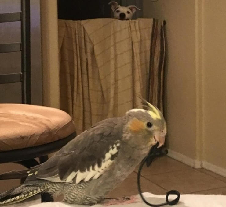 Imagens que ficaram engraçadas com a ajuda do acaso