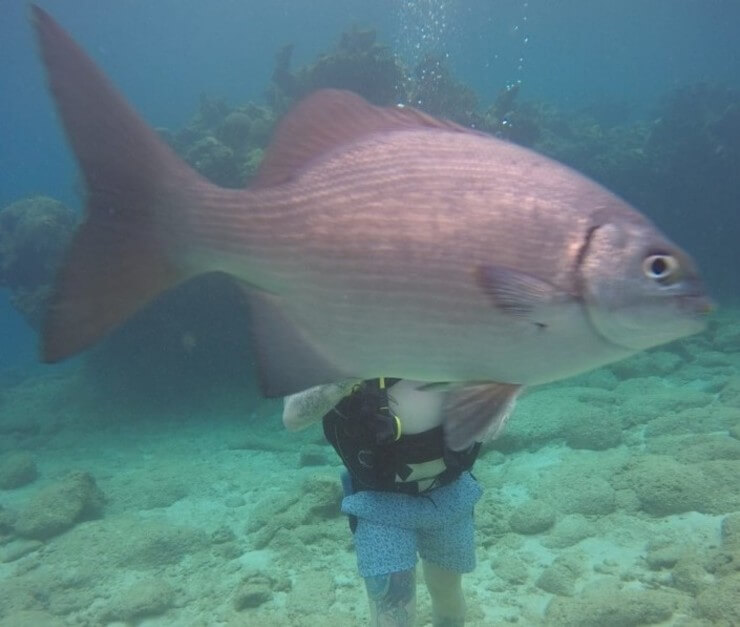 Imagens que ficaram engraçadas com a ajuda do acaso