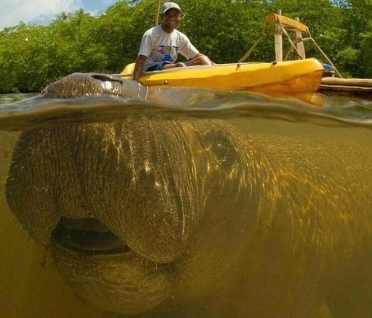 Imagens que ficaram engraçadas com a ajuda do acaso