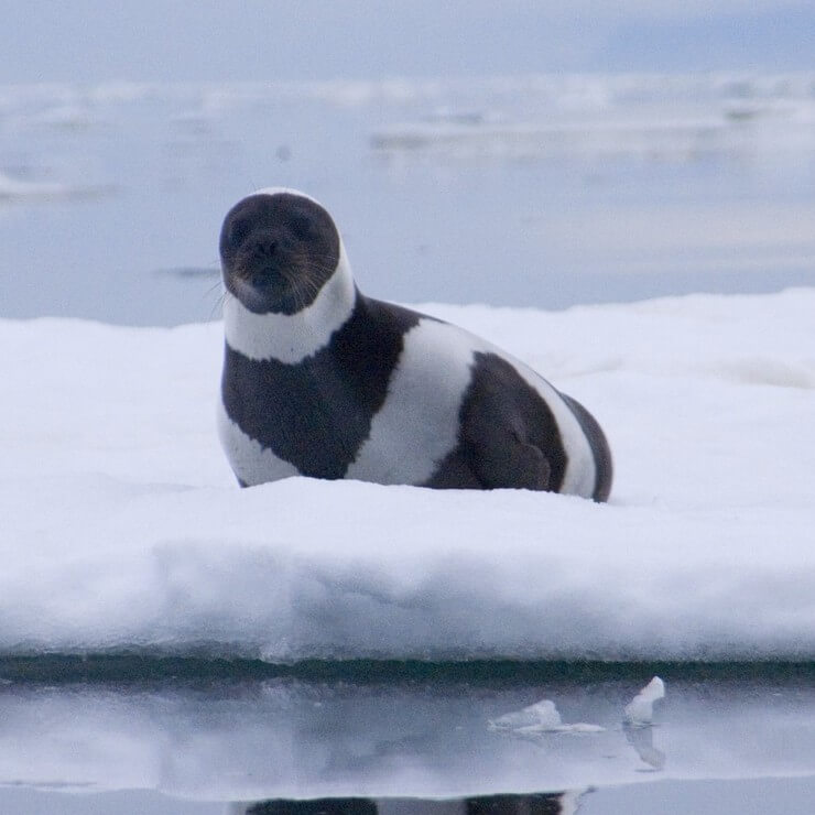 10 animais bastantes raros que talvez você nunca vai ver na sua vida Animais bastantes raros que poucas pessoas viram