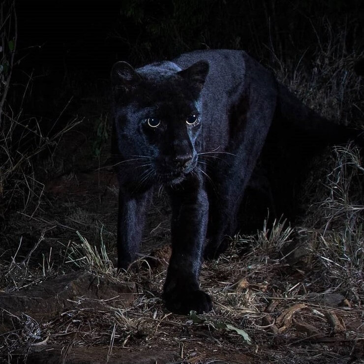 10 animais bastantes raros que talvez você nunca vai ver na sua vida Animais bastantes raros que poucas pessoas viram