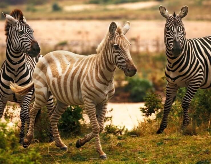 10 animais bastantes raros que talvez você nunca vai ver na sua vida Animais bastantes raros que poucas pessoas viram