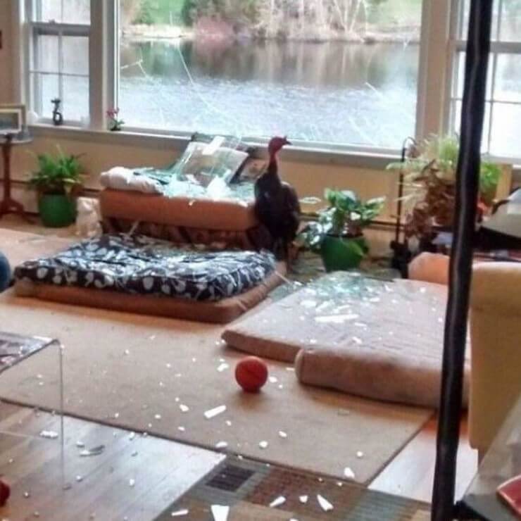 Imagens que mostram que você pode ser uma pessoa muito azarada