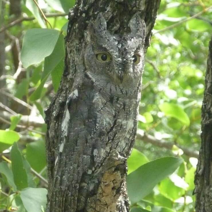Coisas bizarras em imagens que enganam nossos olhos