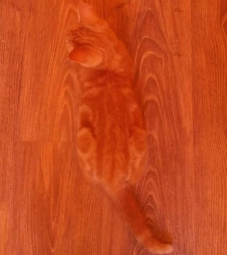 Coisas bizarras em imagens que enganam nossos olhos
