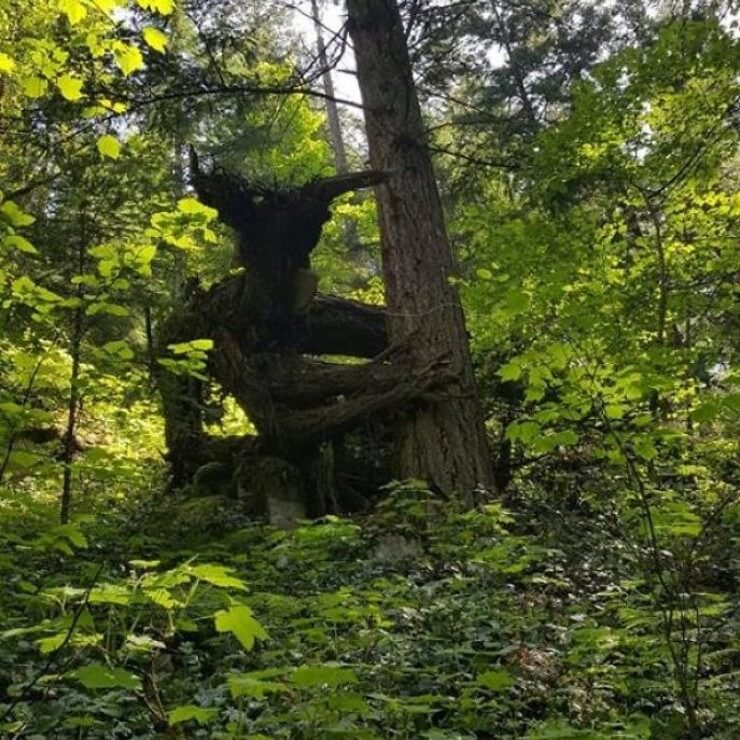Coisas bizarras encontradas na floresta que ninguém vai acreditar
