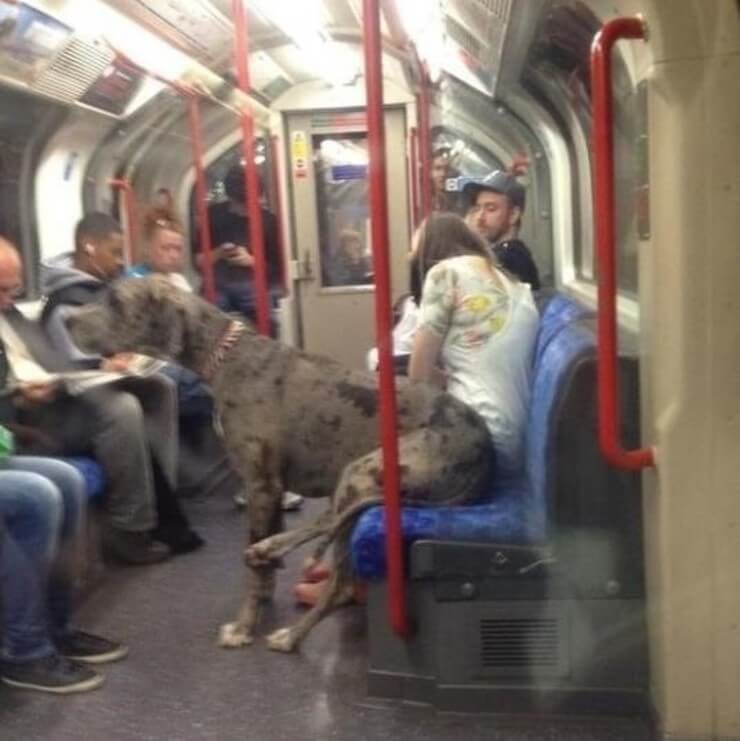 20 provas de que andar de metrô é muito mais do que divertido A prova de que andar de metrô é divertido