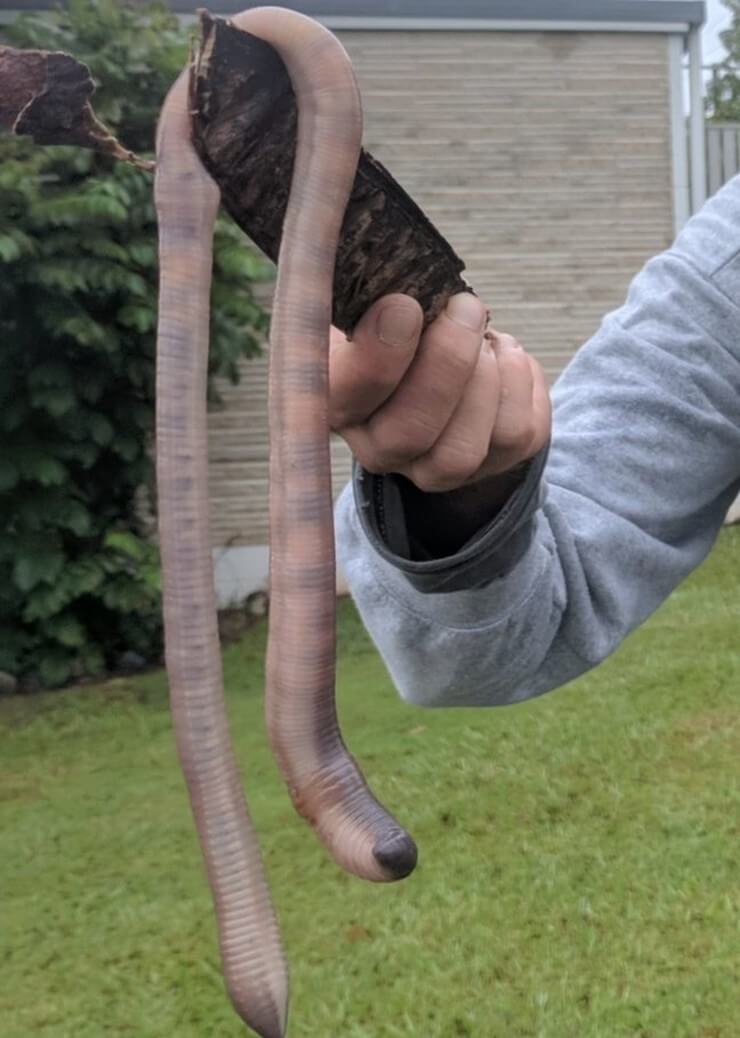 Fotos de coisas engraçadas da Austrália