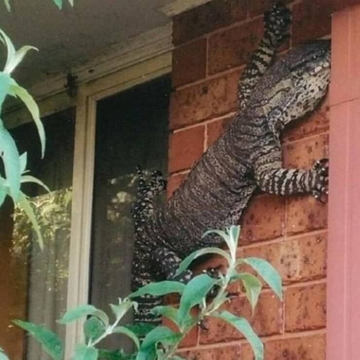 Fotos de coisas engraçadas da Austrália