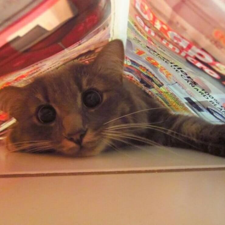 Animais sapecas da internet