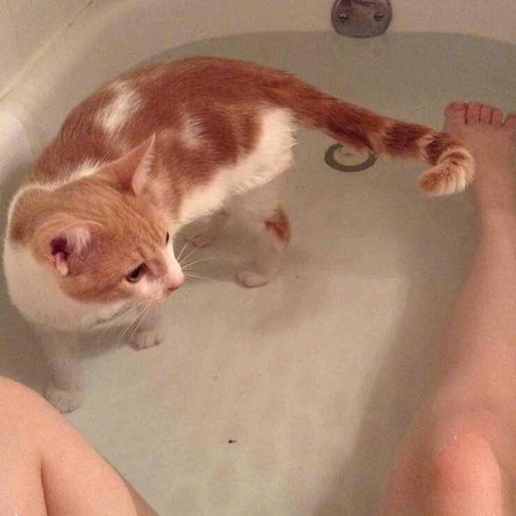 Animais sapecas da internet