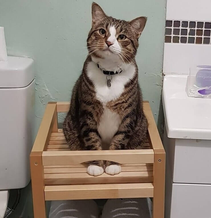 Animais sapecas da internet