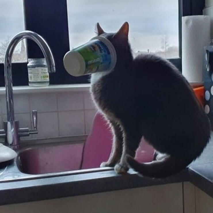 Animais sapecas da internet