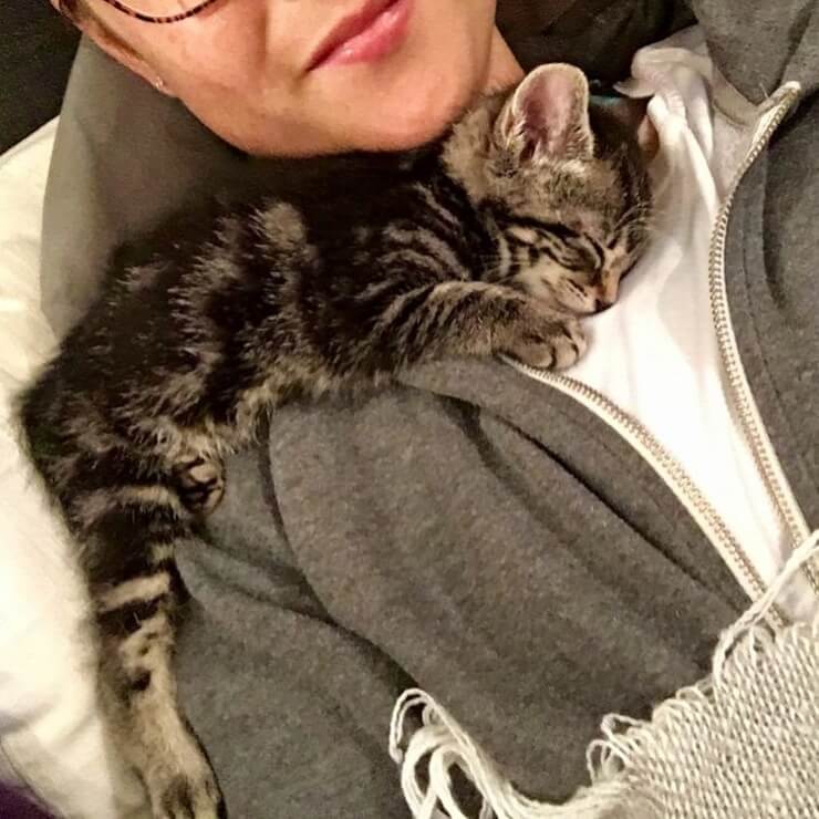 Animais sapecas da internet