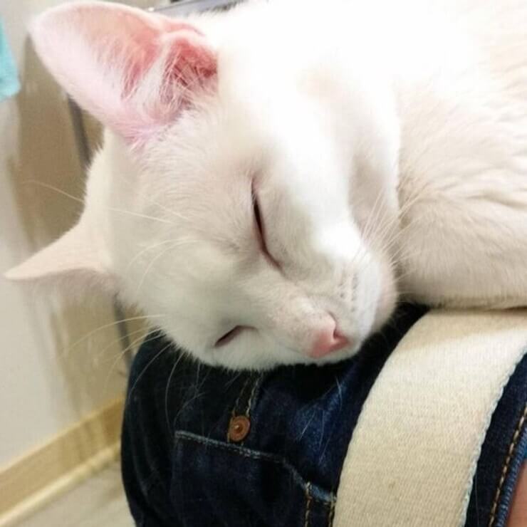 Animais sapecas da internet