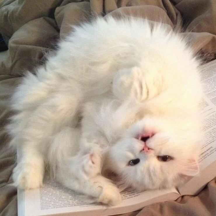 Animais sapecas da internet