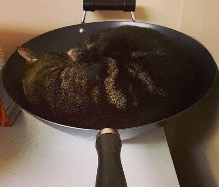 Animais sapecas da internet